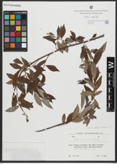 Foto von Salix alba subsp. micans (Andersson) Rech. f.